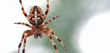 araignee