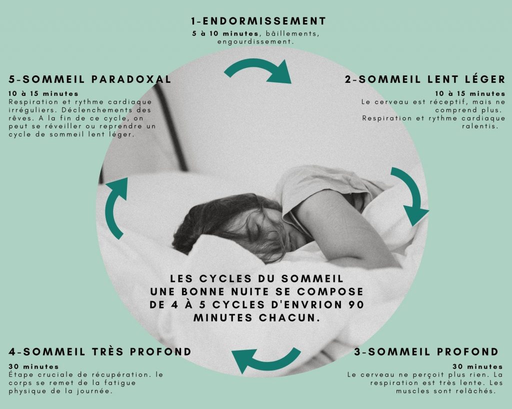 Le cycle du sommeil